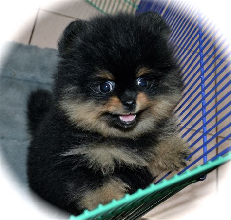 Pets and Animals Clifton 600 View pictures. . Pomeranian puppies for sale by owner near new jersey